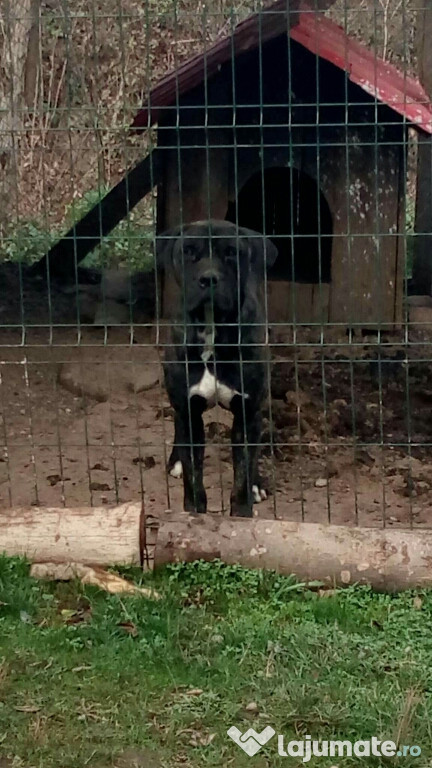 Cane corse