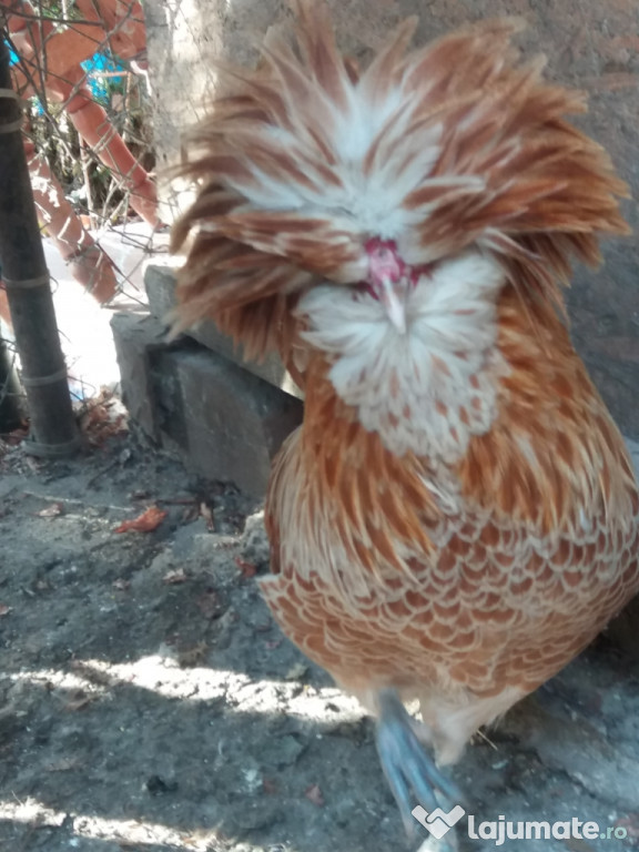 Paduana cocoș