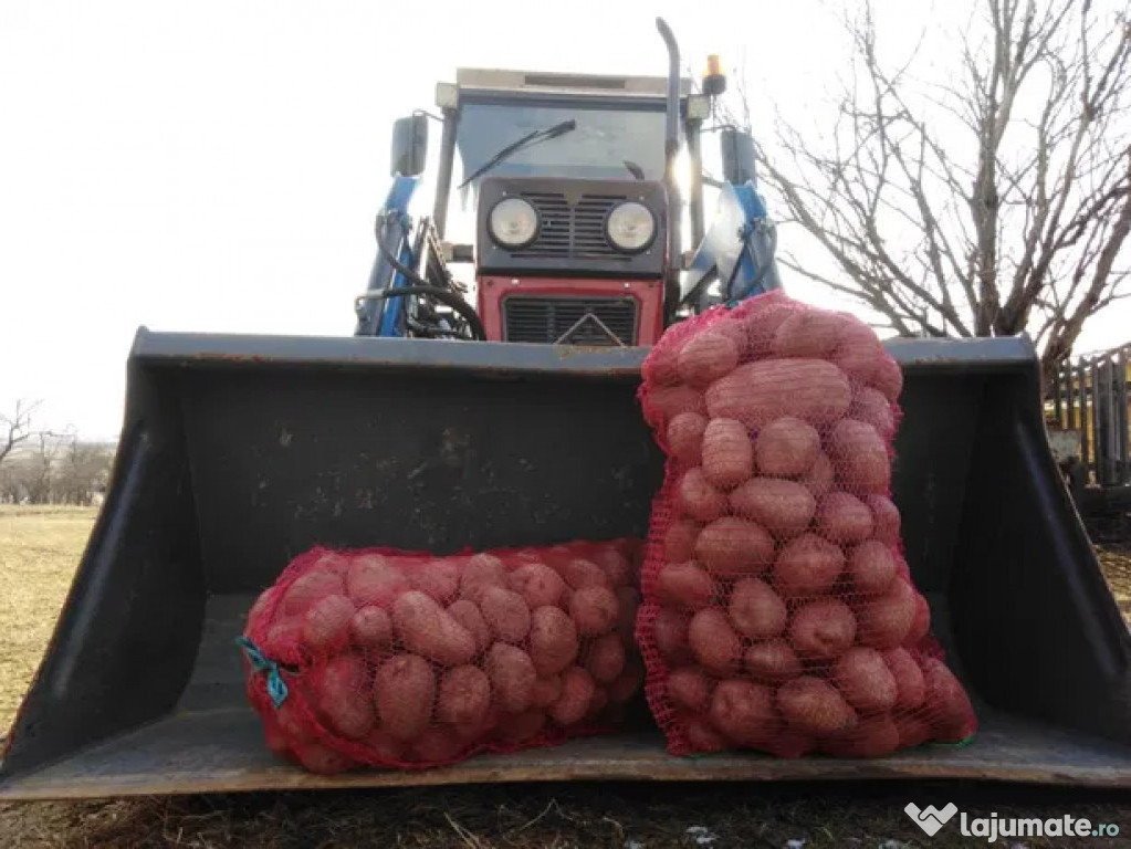 Cartof consum Belarosa