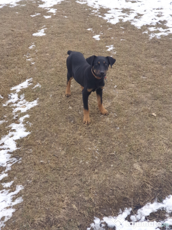 Câine doberman german