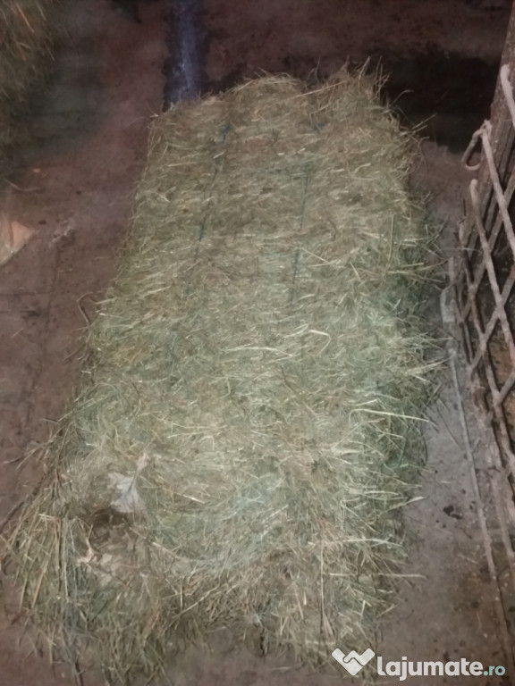 Fân si otavă