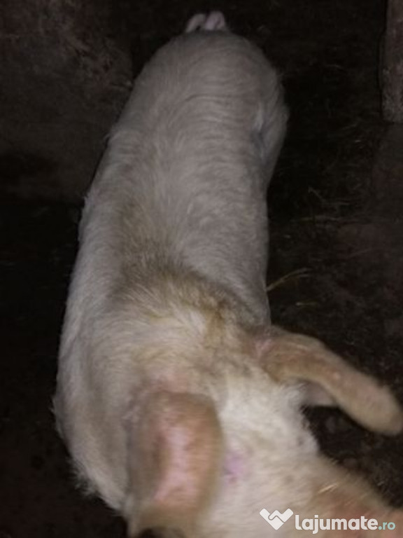 Vier rasă bună