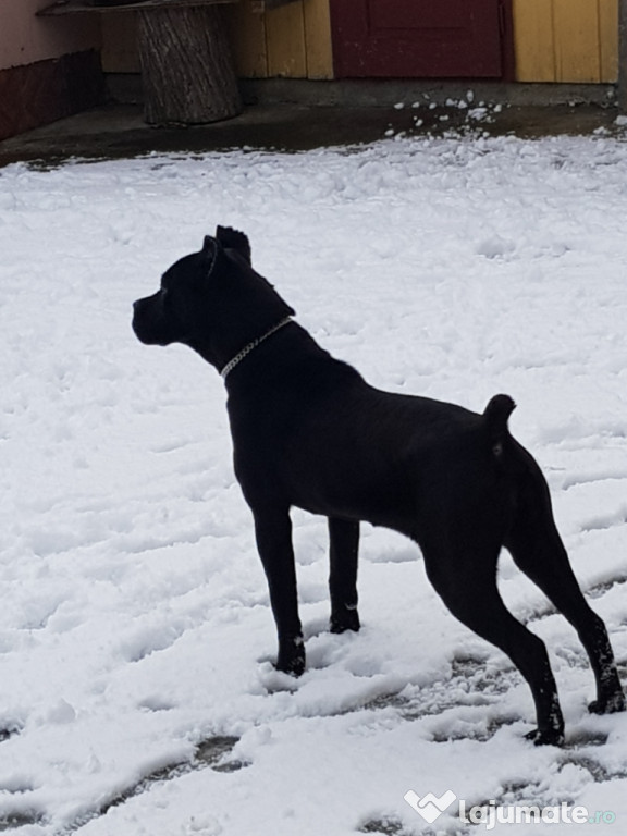 Cane corso