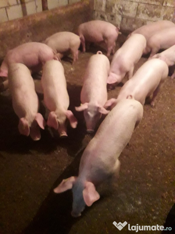Porci de casa