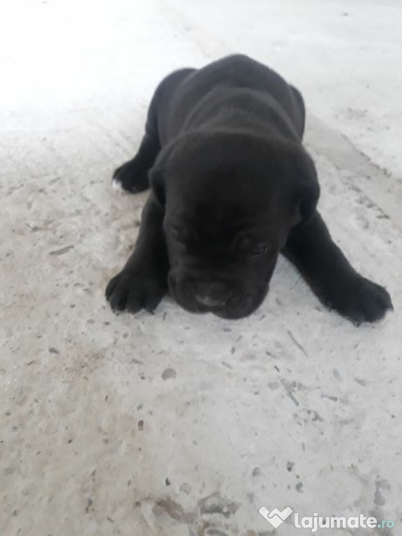 Vanda catei cane corso