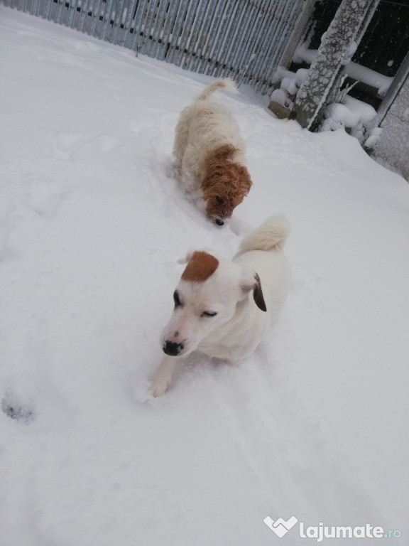 Catei Jack Russell