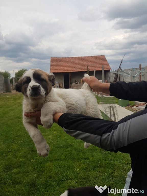 Caței caut stâpîni
