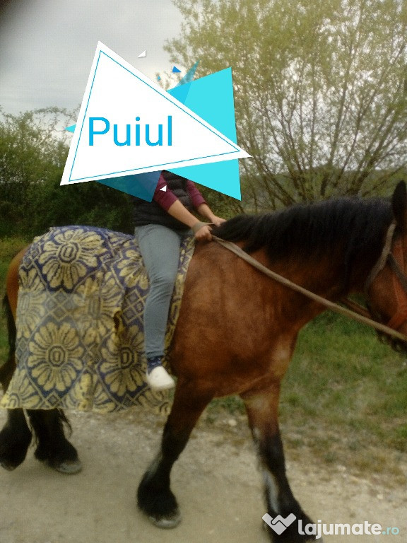 Puiul