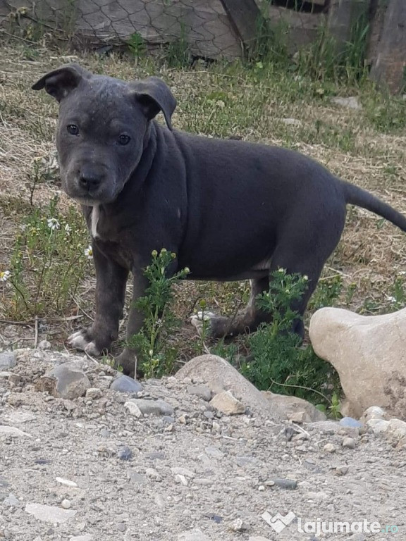 Catelusa amstaff blue