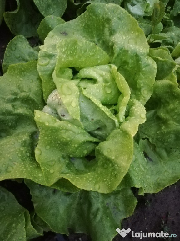 Salata verde