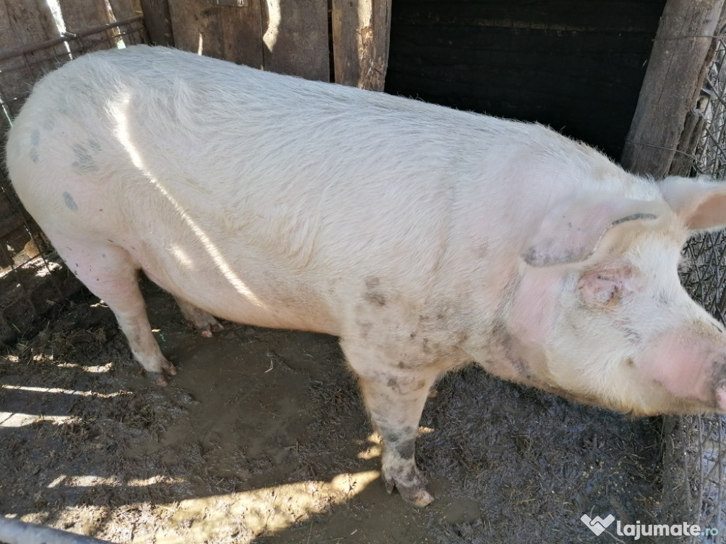 Porc de carne de marele alb