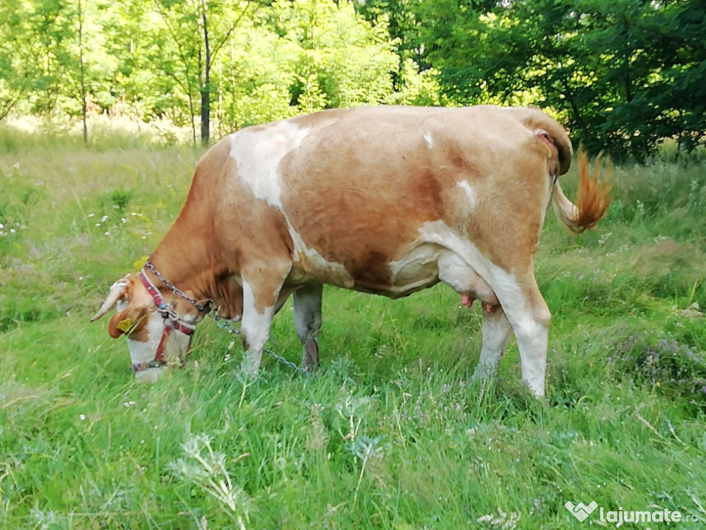 Vacă foarte bună de lapte fără vitei cuminte