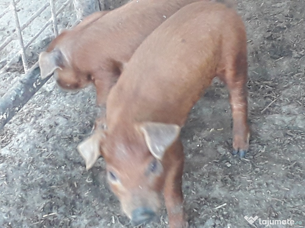Duroc rasa pură