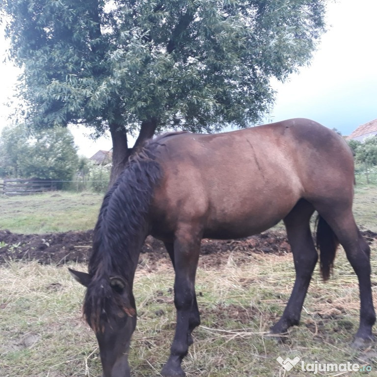 Manza tânăra si frumoasă