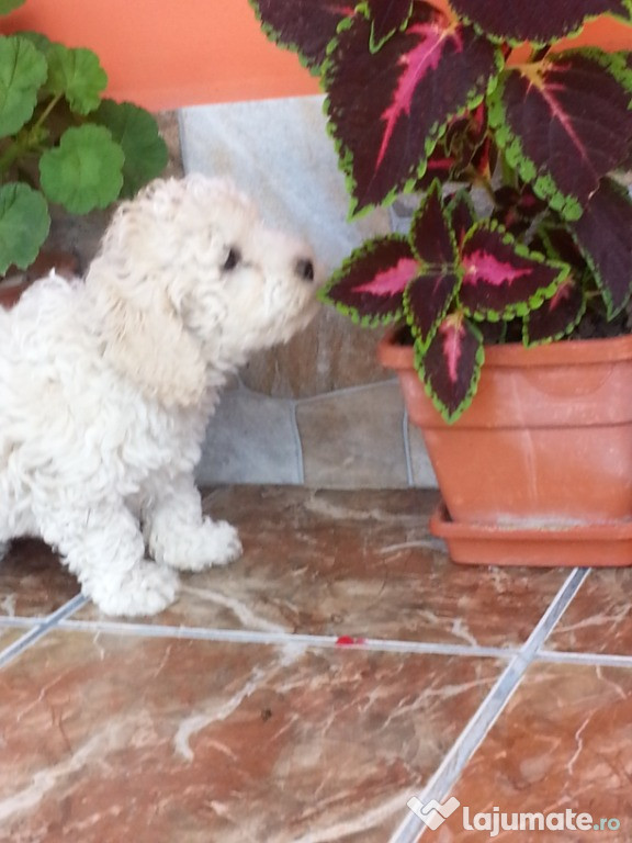 Cateluse Bichon maltez