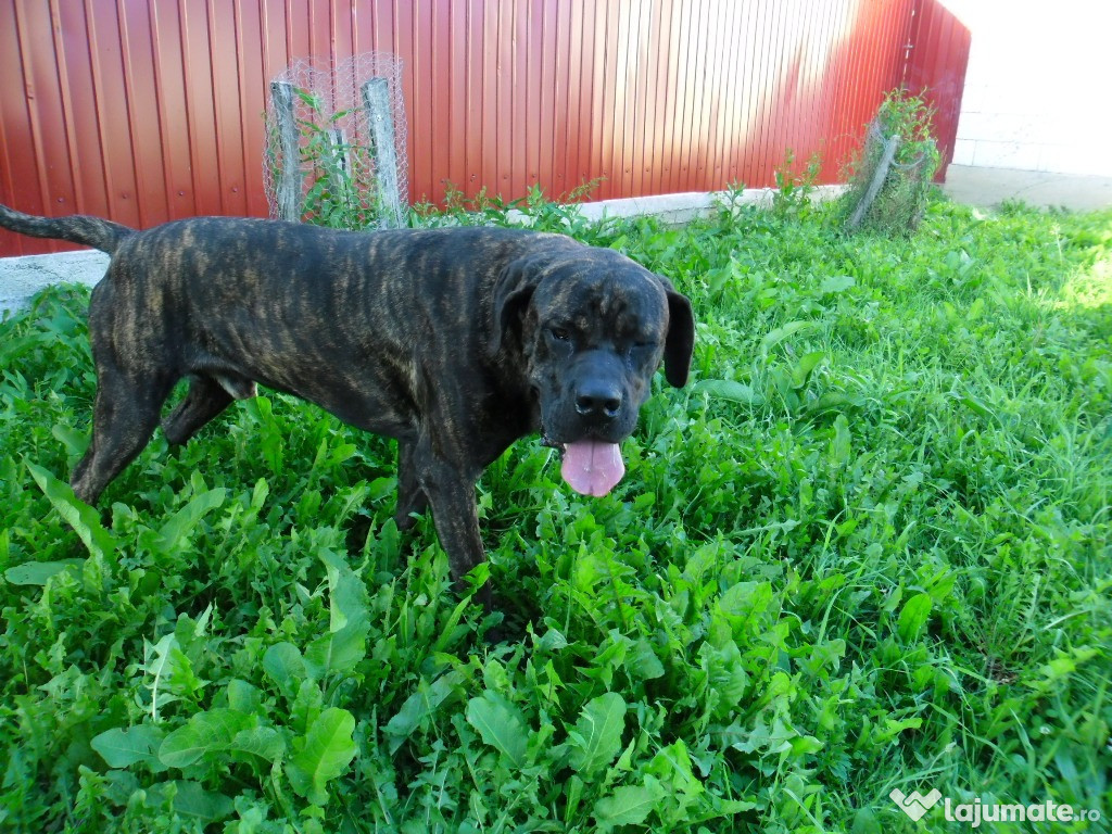 Cane Corso