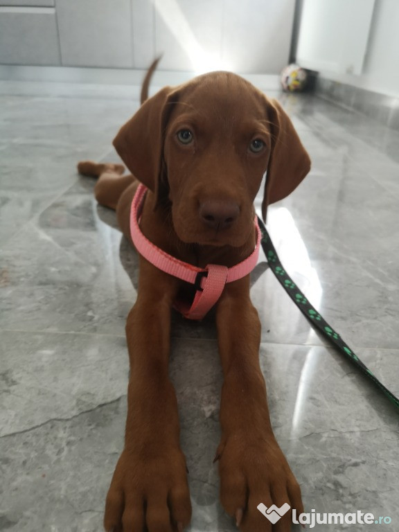 Vizsla maghiara