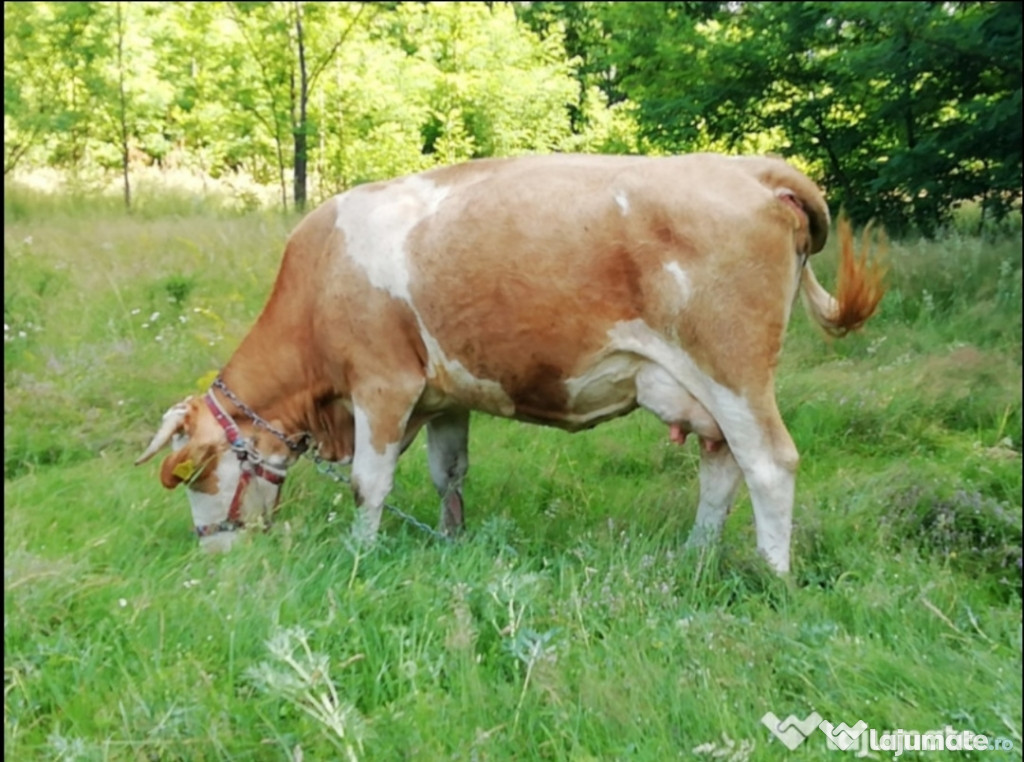 Vaci excelente de lapte și vitei balțati preț negociabil