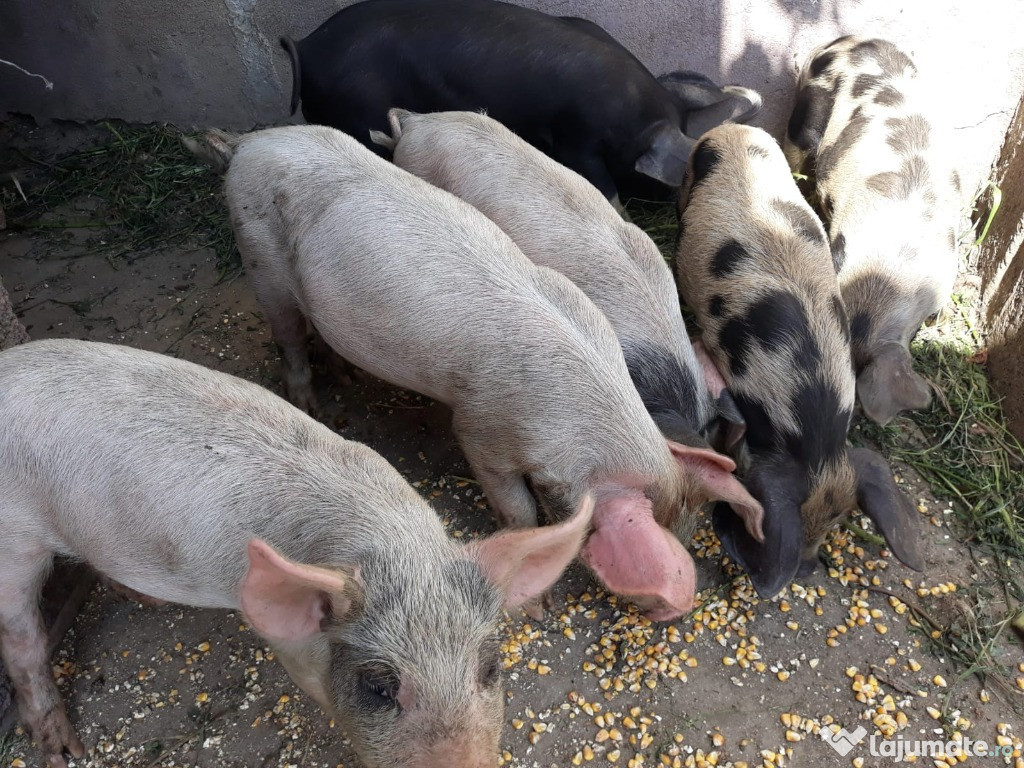 Purcei 7saptamani si scroafa