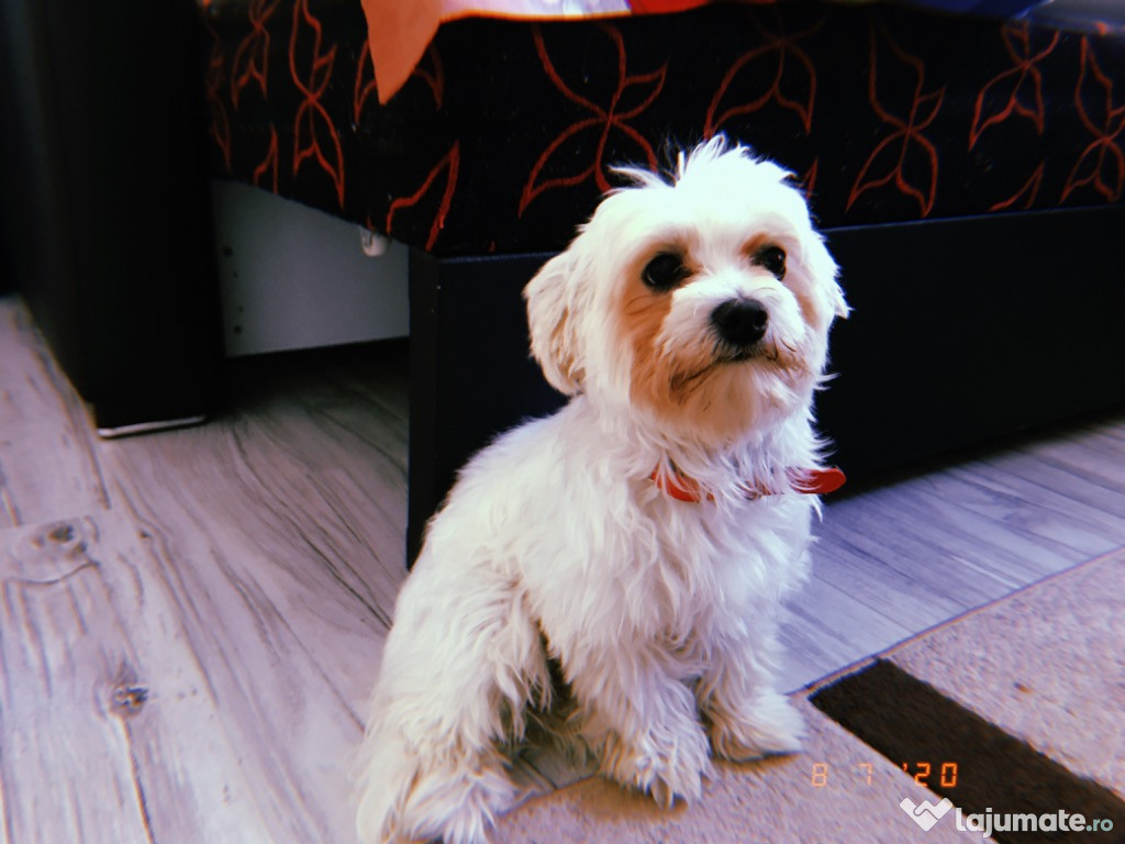Cățel Bichon