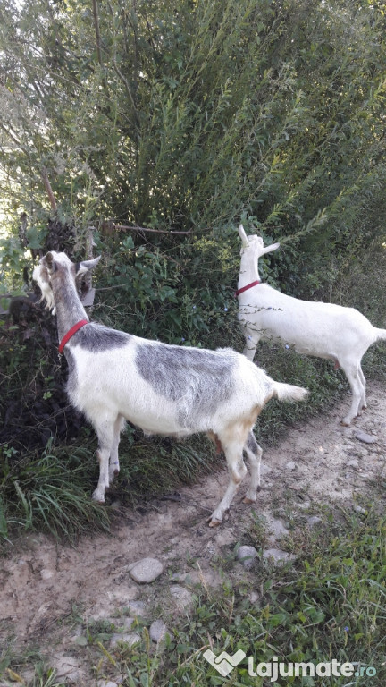 Capre de lapte