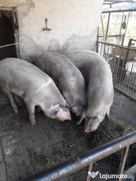 Miei grași