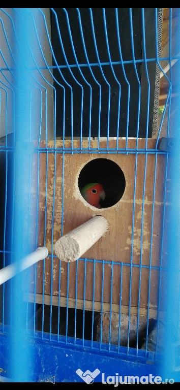 Pereche reproducătoare agapornis rosseicollis
