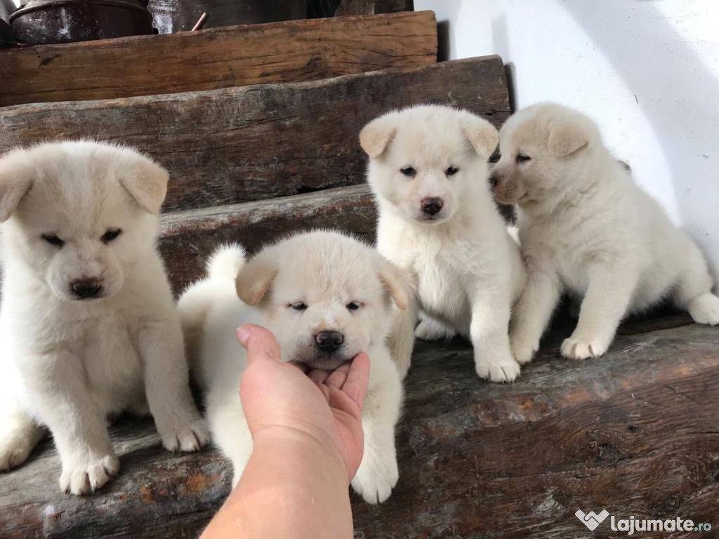 Akita Inu Japonez