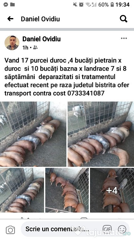 Purcei duroc+petrean
