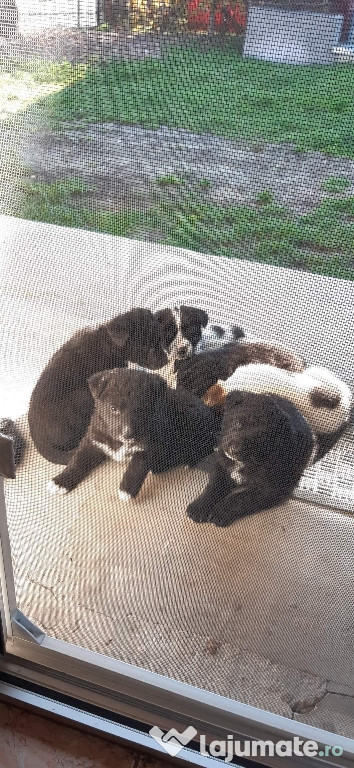 Ciobănesc corb si de bucovina