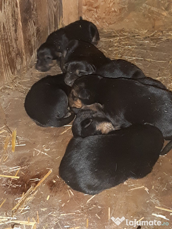 Catei ciobanesc german