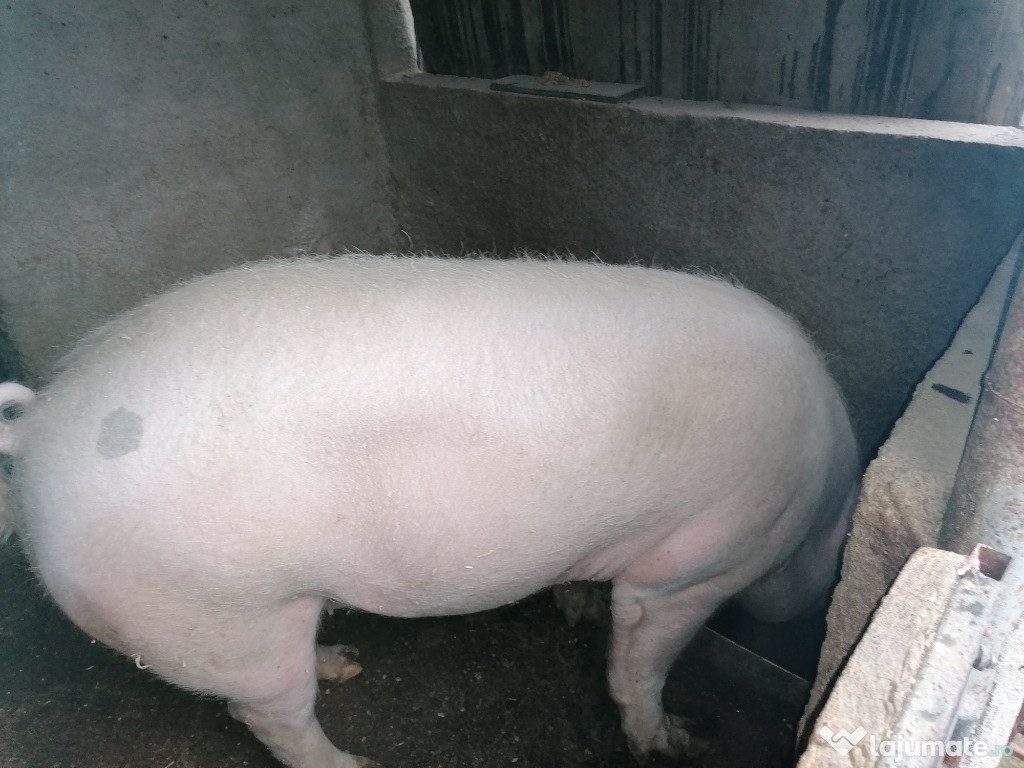 Porci de carne