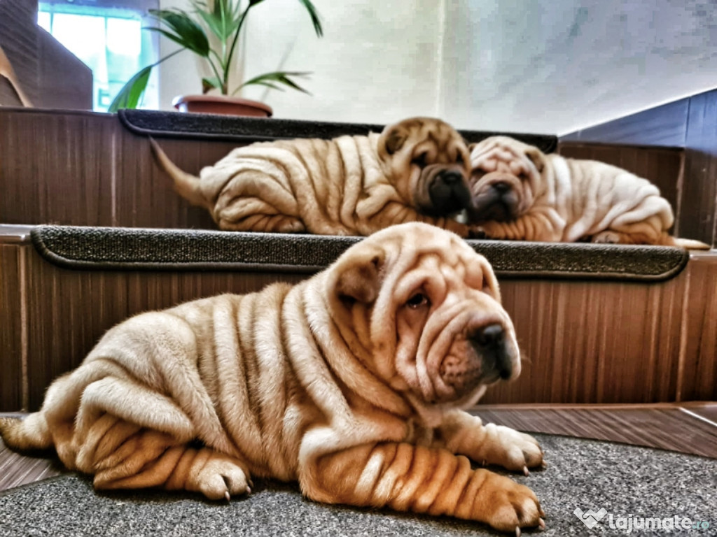 Shar pei