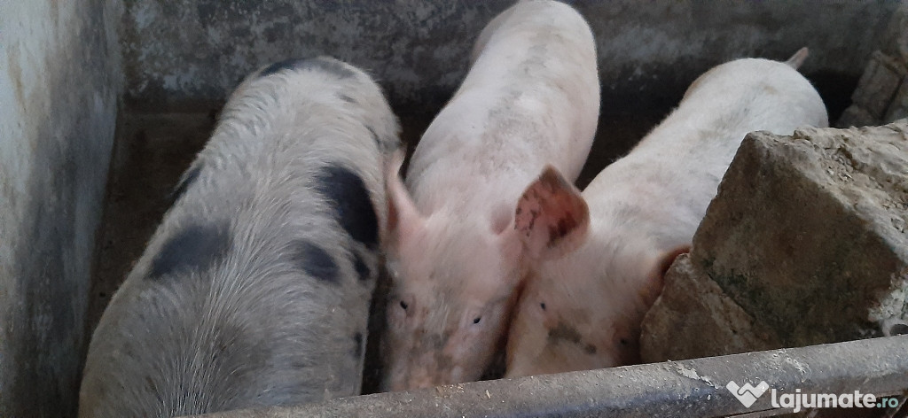 Porc de Craciun
