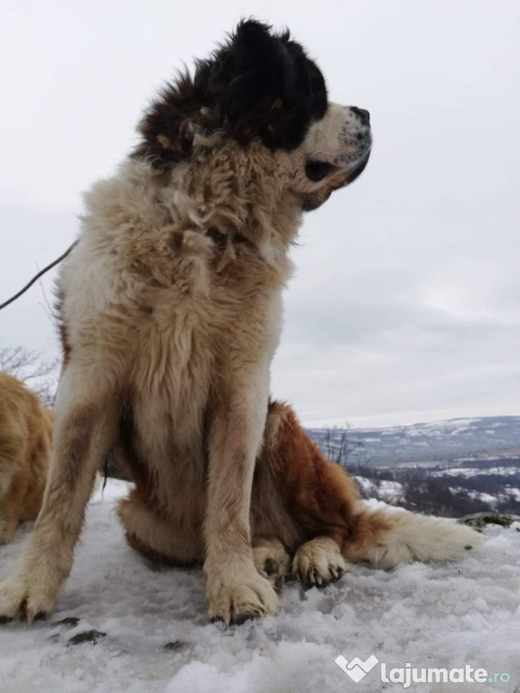 Mascul Saint Bernard pentru monta