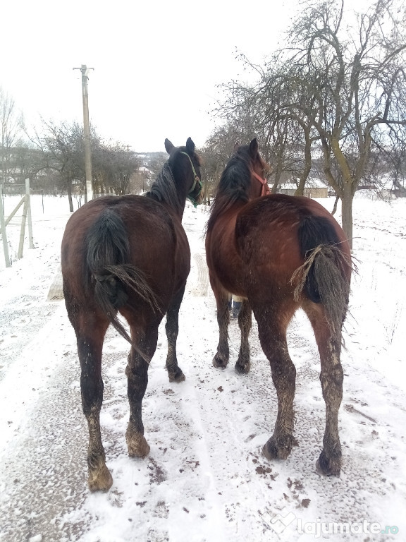 O pereche de iepe impreuna sau separat