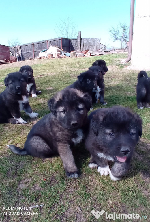 Catei caucazieni superbi