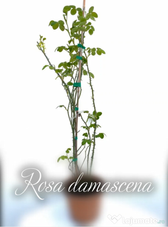 Rosa Damascena - Trandafir pentru dulceata