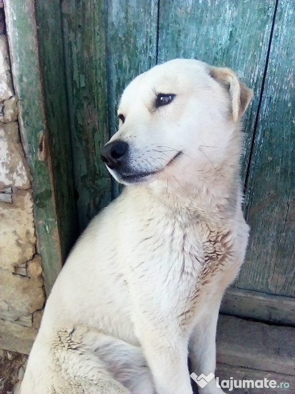 Chiar nimeni nu mă dorește?(Mai multe detalii in descriere)!