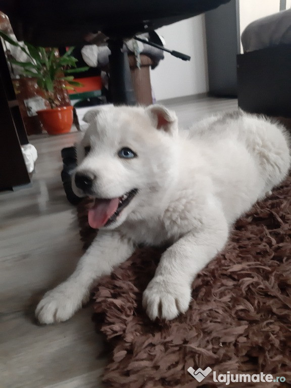 Pui husky siberian