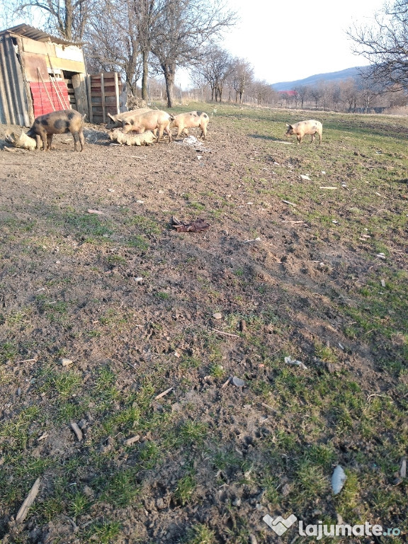 Scrofite 65 70 kg