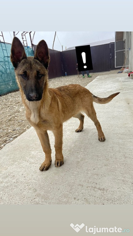 Lup Belgian Malinois