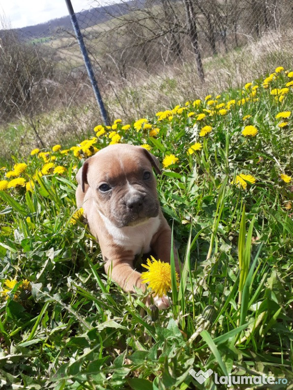 Pui Amstaff din bunici și părinți cu pedigree