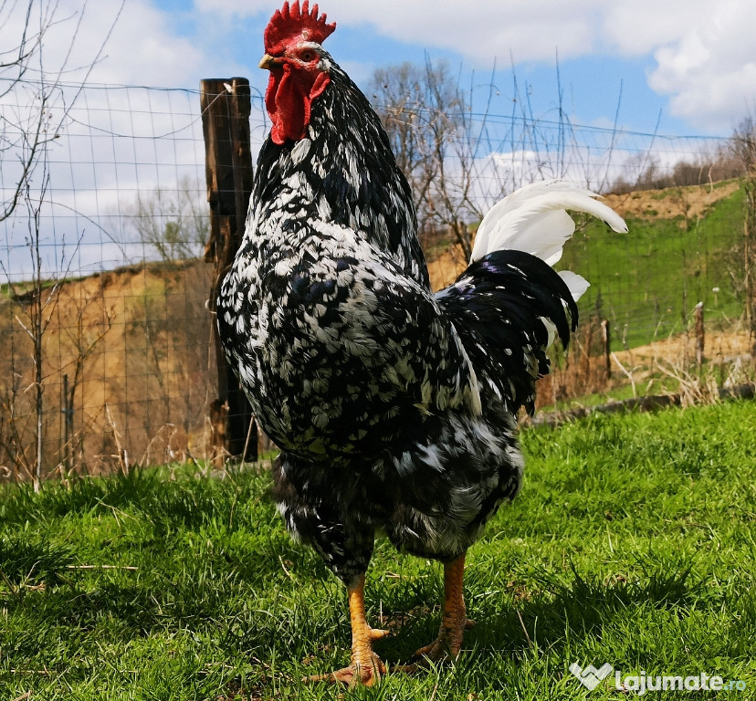 Oua de incubat găini de rasa