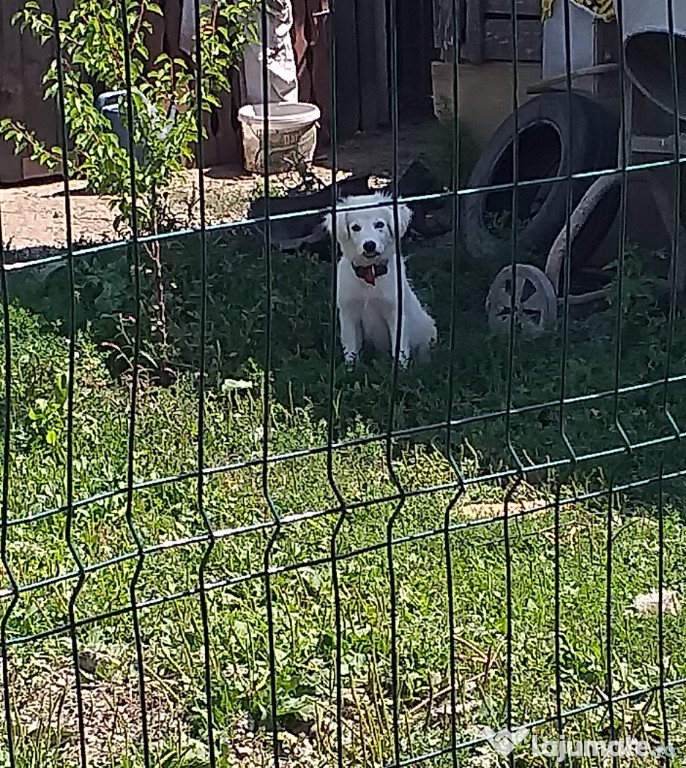 Cățel labrador