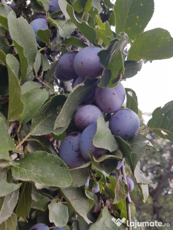 Prune pentru țuică.