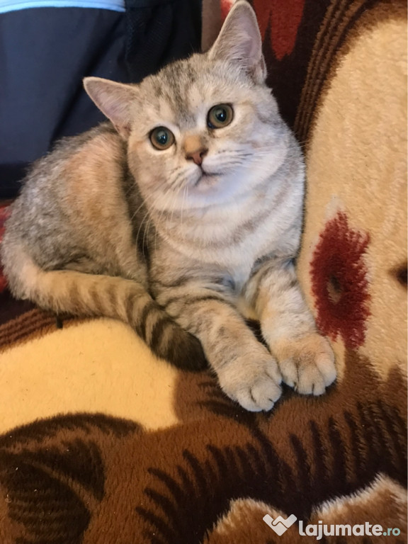 Pisicuță Tabby British Shorthair