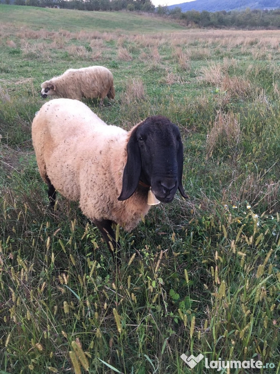 Berbec Carabaș sârbesc