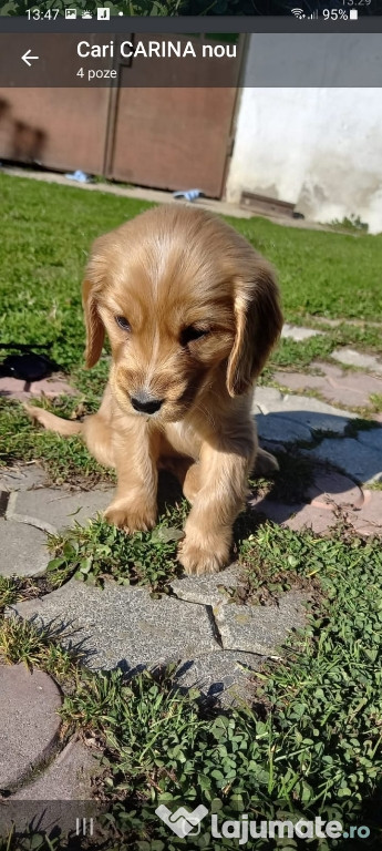 Pui de Cocher spaniel