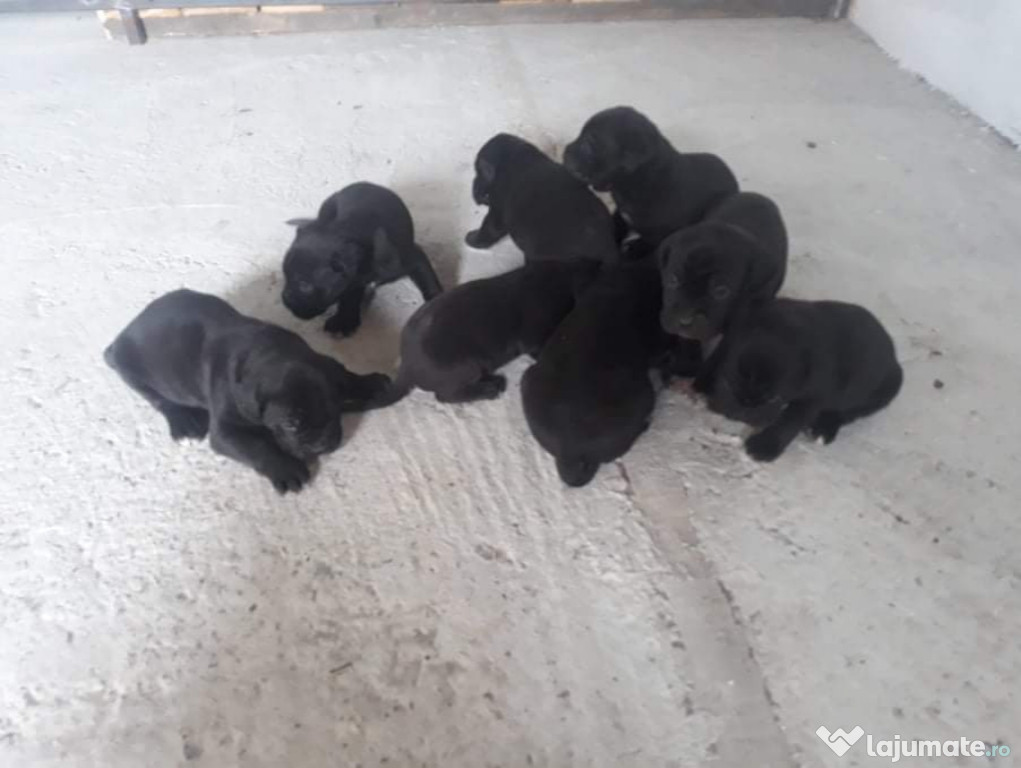 Cane coral pui femele și masculi